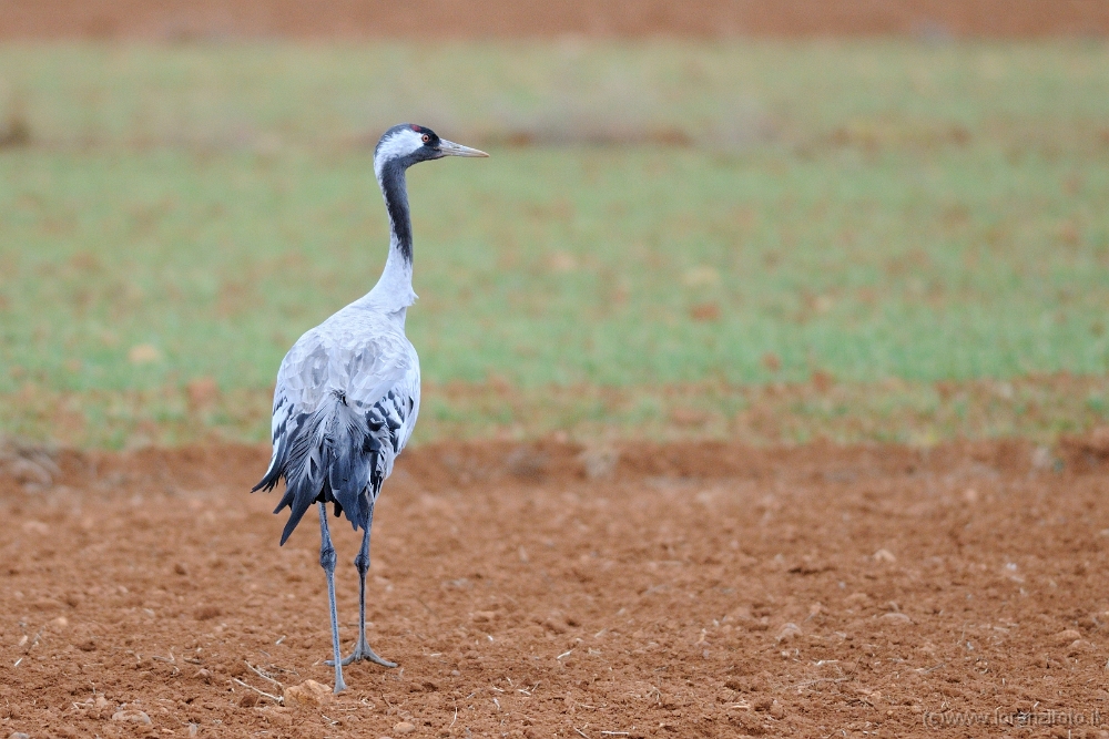 54558 Grus grus (Gru cenerina).jpg